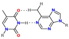 Identify the given structure. ​   A)  Guanine-uracil B)  Guanine-cytosine C)  Thymine-uracil D)  Thymine-adenine