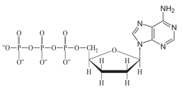 Identify the given structure. ​   A)  2',2'-dideoxynucleoside triphosphate B)  3',2'-dideoxynucleoside triphosphate C)  3',3'-dideoxynucleoside triphosphate D)  2',3'-dideoxynucleoside triphosphate