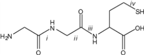Which of the bonds in the following structure is cleaved by cyanogen bromide?   A)  i B)  ii C)  iii D)  iv
