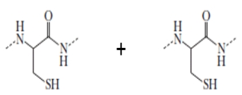 The combination of the two sidechains of the given compounds leads to the formation of a special bond. Identify the type of bond formed. ​   A)  Disulfide bond B)  Disulfite bond C)  Hydrogen bond D)  Vibrational bond