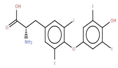 Identify the compound shown below. ​   A)  L-Thyroxine B)  L-Triiodothyronine C)  L-Omithine D)  L-Citrulline