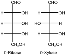 What is the relationship between D-ribose and D-xylose?   A)  constitutional isomers B)  enantiomers C)  diastereomers D)  tautomers
