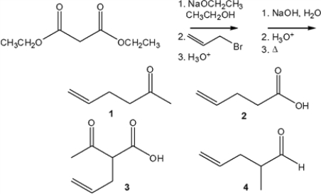 <strong>What is the major organic product obtained from the following sequence of reactions? </strong> A) 1 B) 2 C) 3 D) 4