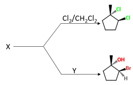 Identify  X  and  Y  in the following reaction. ​   A)  X is 1-methylcyclopentene, and Y is Br<sub>2</sub>/H<sub>2</sub>O in DMSO. B)  X is cyclopentene, and Y is Pd/H<sub>2</sub>. C)  X is cyclopentadiene, and Y is H<sub>2</sub>O. D)  X is 2-methylcyclopentadiene, and Y is Br<sub>2</sub> in DMSO.