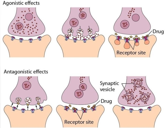 While practicing at an outpatient addiction clinic,the nurse summarizes a diagram in the orientation handbook for another nurse who is new to the clinic.That diagram is reproduced below.Which of the following statements on the part of the new nurse would reflect an appropriate understanding of this diagram?   A)  Most abused substances either imitate or block the action of neurotransmitters.  B)  In order to be addictive,a substance must cause the release of excess neurotransmitters.  C)  Substances that exert antagonistic effects can be used to counteract the addictive tendencies of substances that exert agonistic effects.  D)  People with addictive personalities process neurotransmitters differently than people who are less prone to addiction. 