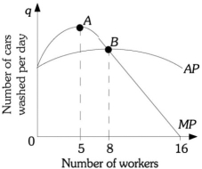 Refer to the information provided in Figure 7.5 below to answer the question(s)  that follow.   Figure 7.5 -Refer to Figure 7.5. Diminishing marginal returns set in after the ________ worker is hired. A)  first B)  fifth C)  eighth D)  sixteenth