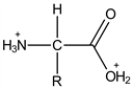 <strong>What is the most prevalent form of the amino acid glycine (R = H) in an aqueous environment when mixed with an excess of strong acid.</strong> A) B) C) D) E)