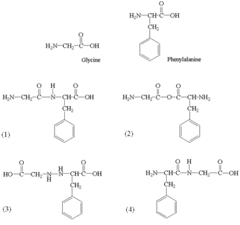 Amino acids polymerize in condensation reactions that result in the formation of an amide linkage (or peptide bond)  between amino acid molecules. What dipeptide(s)  may be formed in the reaction of glycine with phenylalanine?   A)  1 only B)  2 only C)  3 only D)  4 only E)  1 and 4