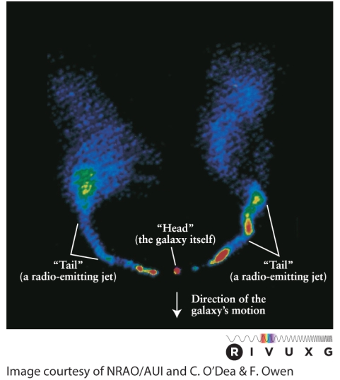 See Figure 18-10 in the text. NGC 1265, an active galaxy in the Perseus cluster, is described as a head-tail source because   A)  it resembles a horse's tail and is located near the Horsehead nebula in Orion. B)  the jets are emitted from the radio lobes and stream toward the nucleus, the reverse of what happens in a normal radio galaxy. C)  this galaxy is peculiar and is exploding and sending out many jets that interact with the surrounding intergalactic material. D)  the two jets interact with the rapidly moving intergalactic medium, which sends them streaming out behind the galaxy in a pair of arcs.