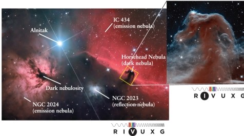 The Horsehead Nebula in Orion (see Figure 13-5 in the text)  is a distinct dark region surrounded by brighter regions. The Horsehead is an example of   A)  an emission nebula. B)  a black hole. C)  a Bok gobule. D)  a dark nebula.