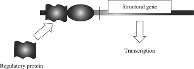 In the accompanying diagram, what type of control, positive or negative, is operating?  