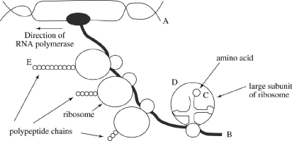 The accompanying drawing represents simultaneous transcription and translation in E. coli. The direction of the RNA polymerase is given by the arrow.   (a) Is the letter A nearer the 5′ or the 3′ end of the molecule? (b) Is the letter B nearer the 5′ or the 3′' end of the molecule? (c) Is the letter C nearer the 5′ or the 3′' end of the tRNA molecule? (d) What is the  S  value for the large rRNA that is closest to the letter D? (e) Which terminus (N or  C) of the growing polypeptide chain is nearer to the letter E?
