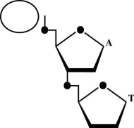Suppose that the dinucleotide in the accompanying figure was cleaved with the enzyme spleen diesterase, which breaks the covalent bond connecting the phosphate to C-5′. After such cleavage, to which nucleoside is the phosphate now attached?  