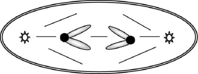 The accompanying sketch depicts a cell from an organism in which 2n = 2 and each chromosome is metacentric. a) Circle the correct stage for the cell in this sketch: anaphase of mitosis anaphase of meiosis I anaphase of meiosis II telophase of mitosis b) Given that each G1 nucleus from this organism contains 16 picograms of DNA, how many picograms of chromosomal DNA would you expect in the cell shown below?  