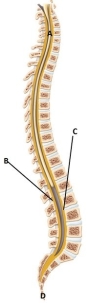 A patient in labor is being prepared for an epidural. Where should the nurse indicate the location of the epidural space on the diagram below?    A)  A B)  B C)  C D)  D 