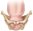 The fetus of a laboring patient is in the following position:   What should the nurse expect when conducting the intrapartum vaginal examination? A)    B)    C)    D)   