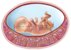 The nurse provides the following diagram to a patient who is 10 weeks pregnant and scheduled for a sonogram. Why is this test being used?   A)  Estimate fetal weight B)  Determine gestational age C)  Evaluate placenta integrity D)  Calculate pelvis dimensions