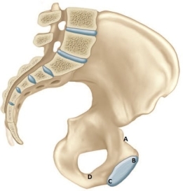 The nurse is explaining pelvic measurements to a patient who is 20 weeks pregnant. On the diagram, which measurement should the nurse identify as being the smallest for the fetus to pass during delivery?   A)  A B)  B C)  C D)  D