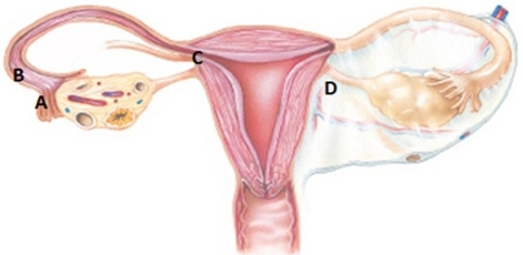 The nurse is reviewing the process of fertilization with a group of high school students. Which structure should the nurse identify as the location where fertilization of the ovum occurs?   A)  A B)  B C)  C D)  D