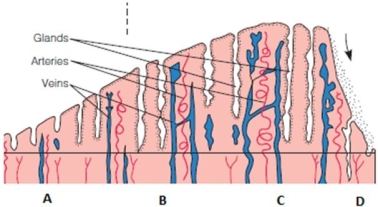 The nurse is reviewing the female reproductive cycle with a group of high school students. Which part of the following diagram identifies the menstrual phase of this cycle?   A)  A B)  B C)  C D)  D