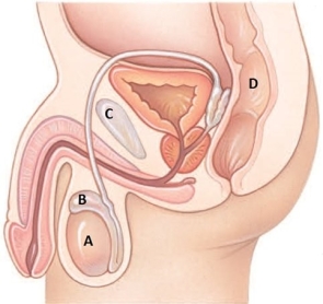 During health class the school nurse is reviewing the anatomy of the male reproductive system. Which structure should be identified as the location of sperm production?   A)  A B)  B C)  C D)  D