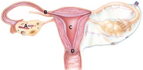 Where in the illustration below is the isthmus of the fallopian tube located?   A)  A B)  B C)  C D)  D