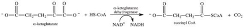 Which of the following substances, when present in high concentrations, inhibits the α-ketoglutarate dehydrogenase complex?   A) succinyl CoA B) NAD<sup>+</sup> C) FAD D) P<sub>i</sub> E) AMP