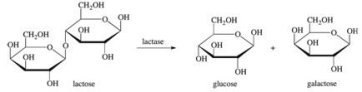 Lactase is an enzyme that catalyzes the following reaction.Which statement describing this reaction is FALSE?   A) Lactose is the substrate in this reaction. B) Glucose is a product in this reaction. C) Galactose is a cofactor in this reaction. D) This reaction occurs in the active site of lactase. E) Lactase is a hydrolase enzyme.