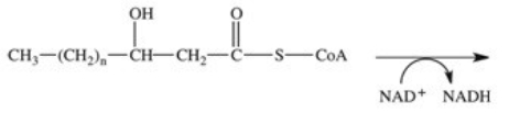 The fourth reaction in β-oxidation of fatty acids is shown below and involves the oxidation of the β-carbon.What is the product of this reaction?   A)    B)    C)    D)    E)   