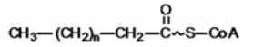 <strong>The structure below represents a fatty acyl CoA molecule,formed in the first step of β-oxidation of a fatty acid.Which of the following statements concerning this compound is TRUE?  </strong> A)The wavy line indicates a partially formed thioester bond. B)The wavy line indicates an ionic bond between the fatty acid and coenzyme A. C)The wavy line indicates a high-energy thioester bond. D)The wavy line indicates a highly polar bond between the fatty acid and coenzyme A. E)The wavy line indicates a partially formed disulfide bond. <div style=padding-top: 35px> 