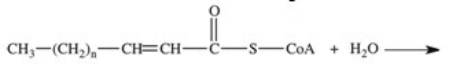The third reaction in β-oxidation of fatty acids is shown below,and involves hydration of the double bond.What is the product of this reaction?   A)    B)    C)    D)    E)   