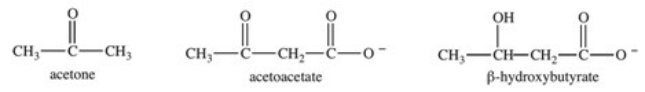 <strong>The ketone bodies β-hydroxybutyrate,acetone,and acetoacetate are shown below.Which ketone bodies are responsible for the condition known as ketoacidosis?  </strong> A)acetone B)acetoacetate C)β-hydroxybutyrate D)acetoacetate and β-hydroxybutyrate E)All three ketone bodies are responsible for ketoacidosis. <div style=padding-top: 35px> 