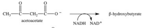 When the ketone body acetoacetate undergoes reduction of the ketone carbonyl group,β-hydroxybutyrate,another ketone body,is formed.What is the structure of β-hydroxybutyrate?   A)    B)    C)    D)    E)   