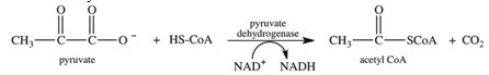 In what way is the reaction shown a key one in carbohydrate catabolism?   A) The reaction allows pyruvate to enter the citric acid cycle where it can be completely oxidized to CO<sub>2</sub>. B) The reaction represents the final step in aerobic respiration. C) The reaction is the only NADH producing reaction in the citric acid cycle. D) The reaction is the only decarboxylation reaction in the citric acid cycle. E) The reaction represents the only energy-producing reaction of the citric acid cycle.