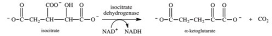 What molecule acts as a positive allosteric effector of the conversion of isocitrate to α-ketoglutarate in the citric acid cycle?   A) NADH B) ATP C) ADP D) CO<sub>2</sub> E) O<sub>2</sub>