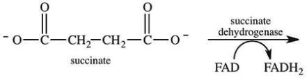 Step 6 in the citric acid cycle involves the dehydrogenation of succinate.What is the product of this reaction?   A)    B)    C)    D)   