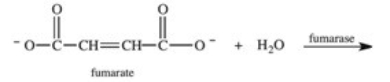 The enzyme fumarase catalyzes the hydration of fumarate in step 7 of the citric acid cycle.What is the product of this reaction?   A)    B)    C)    D)    E) HOCH<sub>2</sub>CH<sub>2</sub>OH