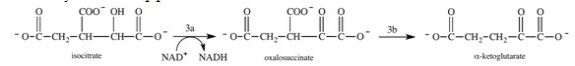 The conversion of isocitrate to α-ketoglutarate in step 3 of the citric acid cycle actually occurs by the two-step process shown below.What is true about step 3a?   A) The reaction is a decarboxylation reaction. B) The reaction is an oxidation reaction. C) The reaction is a dehydration reaction. D) The reaction is an alkene addition reaction. E) The reaction is a hydrolysis reaction.