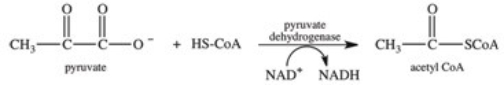 Which of the following compounds in high concentration inhibits the pyruvate dehydrogenase complex,the enzyme responsible for the reaction shown below?   A) acetyl CoA B) pyruvate C) ADP D) NAD<sup>+</sup> E) FAD