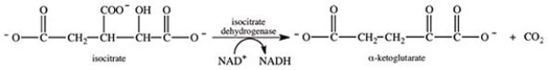 Which of the following compounds is a positive effector of the allosteric enzyme isocitrate dehydrogenase?   A) ATP B) FAD C) GTP D) ADP E) NADH