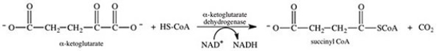 Which of the following substances,when present in high concentrations,inhibits the α-ketoglutarate dehydrogenase complex?   A) succinyl CoA B) NAD<sup>+</sup> C) FAD D) P<sub>i</sub> E) AMP