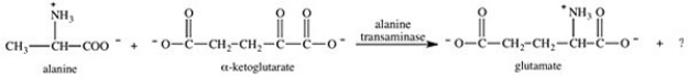 In addition to glutamate,what other compound is produced in the transamination reaction in which alanine and α-ketoglutarate react?   A) CH<sub>3</sub>CH<sub>2</sub>COO<sup>−</sup> B) CO<sub>2</sub> C)    D)    E)   