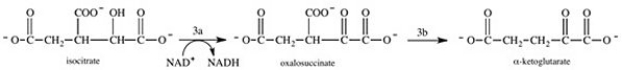 The conversion of isocitrate to α-ketoglutarate in step 3 of the citric acid cycle actually occurs by the two-step process shown below.What is true about step 3b?   A) The reaction is a decarboxylation reaction. B) The reaction is a hydration reaction. C) The reaction is a dehydration reaction. D) The reaction is an alkene addition reaction. E) The reaction is a hydrolysis reaction.