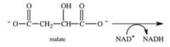Oxaloacetate is the starting material in the first step of the citric acid cycle and the product of the last step.The last step of the citric acid cycle,the oxidation of malate,is shown below.What is the structure of the oxaloacetate product?   A)    B)    C)    D)    E)   