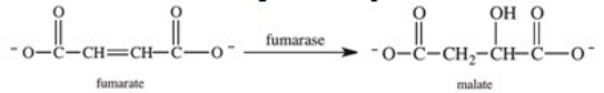 Step 7 of the citric acid cycle is shown below.Which of the following correctly describes what is occurring in this step?   A) Fumarate undergoes hydrolysis with the aid of the enzyme fumarase. B) Fumarate undergoes reduction with the aid of the cofactor fumarase. C) Fumarase supplies the hydrogens and electrons necessary for the hydrogenation of fumarate. D) Fumarate undergoes hydration with the aid of the enzyme fumarase. E) Fumarase is a coenzyme that catalyzes the hydrogenation of fumarate.