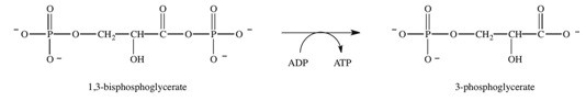 Step 7 in glycolysis is shown below.Which statement concerning this step is TRUE?   A) Breaking the phosphoanhydride bond of ATP provides the energy necessary for the removal of a phosphate group from 1,3-bisphosphoglycerate. B) The hydrolysis of 1,3-bisphosphoglycerate provides the energy necessary for the phosphorylation of ADP. C) The energy required for the hydrolysis of 1,3-bisphosphoglycerate is stored in ADP. D) The hydrolysis of 1,3-bisphosphoglycerate provides the energy necessary for breaking the phosphoanhydride bond of ATP. E) The phosphorylation of 1,3-bisphosphoglycerate is driven by the phosphorylation of ADP.