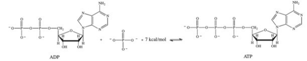 Which statement best describes how the interconversion of ATP and ADP is responsible for storing and providing energy for cellular reactions?   A) Energy is stored in ADP and released when ADP adds a phosphate group. B) Energy is stored in ADP and released when the phosphoanhydride bond of ATP is broken. C) Energy is stored in ATP and released when ADP undergoes phosphorylation. D) Energy is stored in ATP and released when the phosphoanhydride bond of ATP is broken. E) Energy requiring reactions of the cell drive the phosphorylation of ADP.