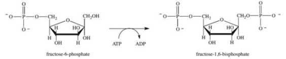 Step 3 in glycolysis is shown below.Which of the following statements concerning this process is true?   A) Breaking the phosphoanhydride bond of ATP provides the phosphoryl group and the necessary energy for the formation of fructose-1,6-bisphosphate. B) The formation of fructose-1,6,-bisphosphate provides the necessary energy for breaking the phosphoanhydride bond of ATP. C) The energy released in the phosphorylation of fructose-6-phosphate is stored in ADP. D) The phosphorylation of fructose-6-phosphate is an exergonic reaction. E) The phosphorylation of ADP provides the energy necessary for the formation of fructose-1,6-bisphosphate.