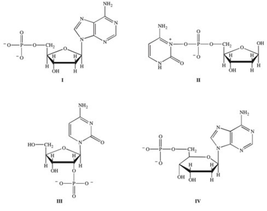 Nucleic acids are polymers of nucleotides.Which of the following correctly represents a nucleotide that may be found in nucleic acids?   A) I B) II C) III D) I,II,and III E) I and IV