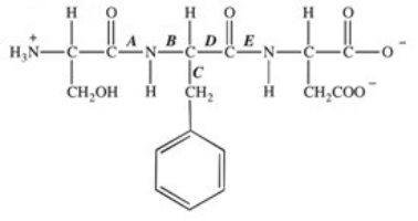 The protease enzyme chymotrypsin cleaves peptide bonds on the carbonyl side of aromatic amino acids.Which labeled bond in the peptide below would be cleaved by chymotrypsin?   A) A B) B C) C D) D E) E
